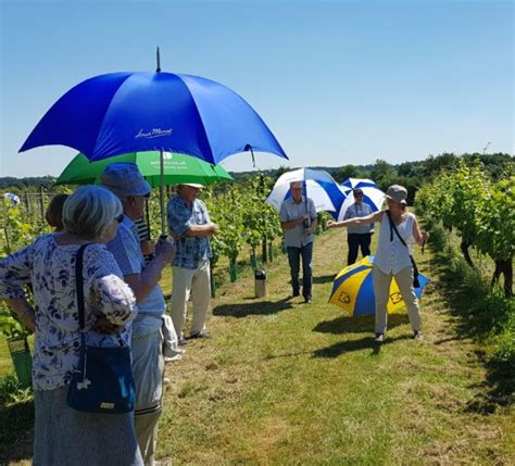 Warden Abbey Vineyard Tour Greensand Country