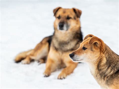 Two Brown Dogs In The Winter In The Snow Stock Image Image Of