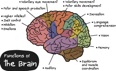 Free Brain Diagram Download Free Brain Diagram Png Images Free