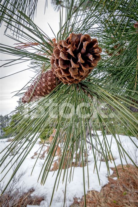 Winter Surviving Pine Cone With Snow Stock Photo Royalty Free