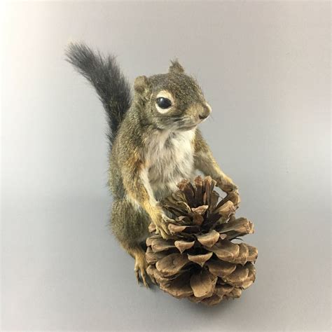 Taxidermy Squirrel With Pine Cone