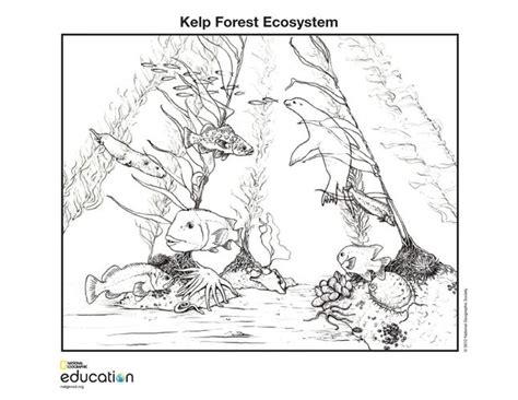 Kelp Forest Ecosystem National Geographic Society