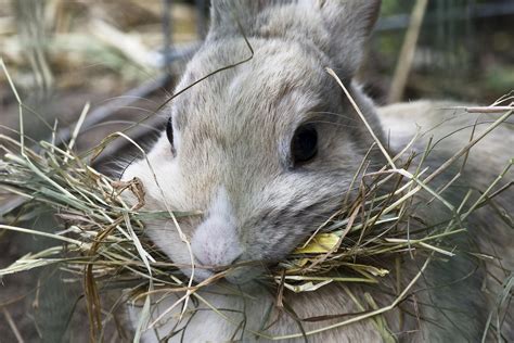 Timothy Grass Hay For Rabbits