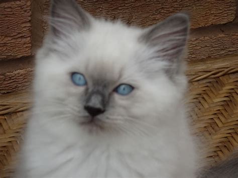 Ragdoll Kittens For Sale Stourbridge West Midlands