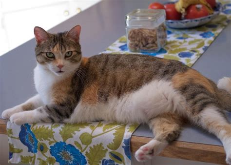 You may have to keep reapplying the tape, and the sticky residue may be hard to remove from counter tops. How to Keep Your Cat Off the Kitchen Counter