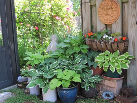 Hostas In Pots Garden Pots Garden Ideas Garden Decor Backyard Shade