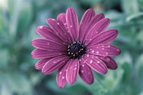 Close Up Of Purple Daisy Flower Stock Photo At Vecteezy