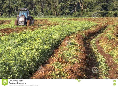 Peanuts Editorial Stock Photo Image Of Agriculture Harvester 74022318