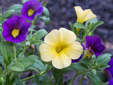 How To Harvest Petunia Seeds And Save Them For Future Use