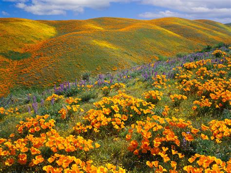 15 Beautiful Pictures Of Spring Flowers Around The World Photos