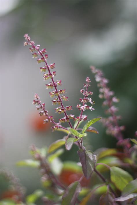 Tulsi Leaves Benefits The Queen Of Herbs