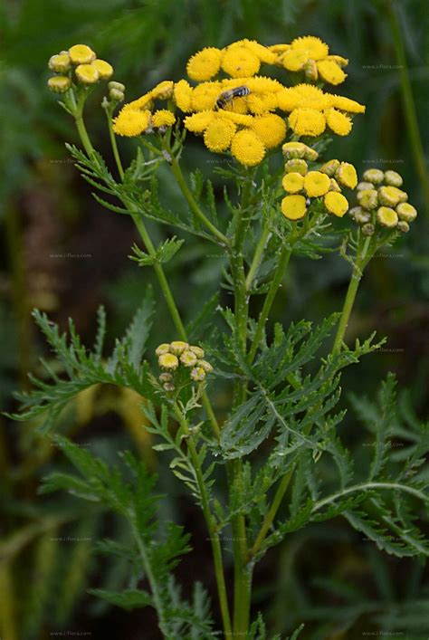 Alle blüten werden reichlich von insekten aller art besucht. Suche nach Arten - Rainfarn (Tanacetum vulgare L.)