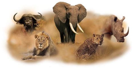 Thekongblog The Big Five Elephant Rhinoceros Buffalo Leopard And Lions