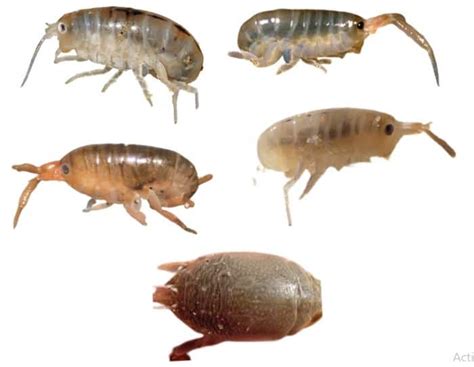 What Do Sand Fleas Look Like Top Discoveries About Fleas In Sand