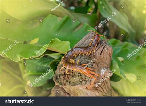 Centipede Can Bite Poisonous Animal Has Stock Photo Edit Now 1887187627