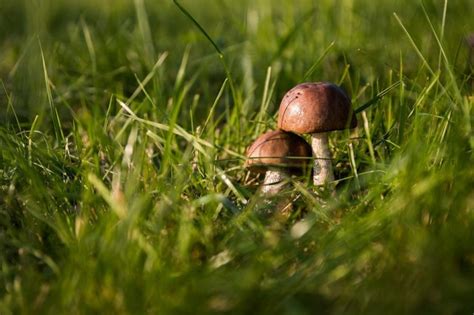 What Causes Mushroom Growth In Your Lawn Scientific Plant Service