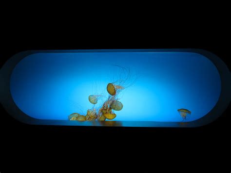 The Deep Pacific Sea Nettle Exhibit Zoochat