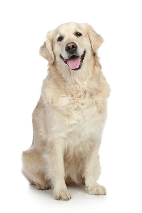 Hình ảnh Chú Chó Golden Retriever Ngồi Trên Nền Trắng Thư Viện Stock