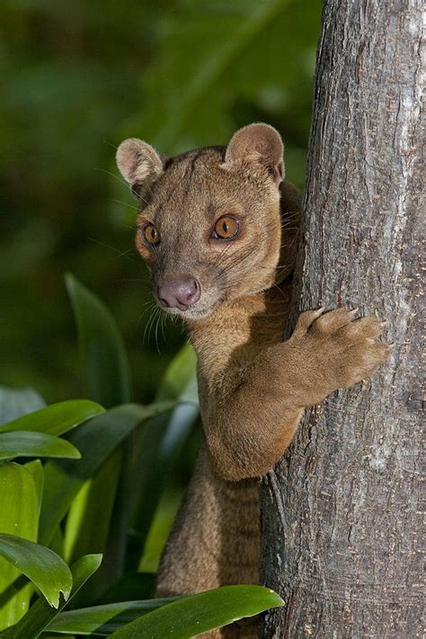The Fossa Is A Cat Like Carnivorous Mammal That Is