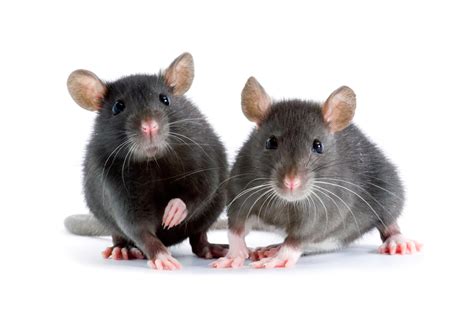 Mouse Or Rat The Differences Of Rodents In Your Home