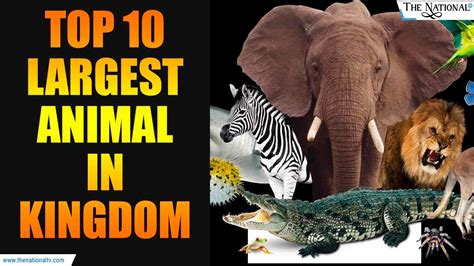 Top 10 Largest Animals In The World Never Seen Before Youtube