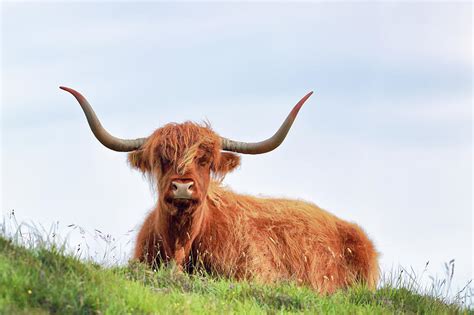 Scottish Highland Cow Drinan Skye Photograph By Grant Glendinning