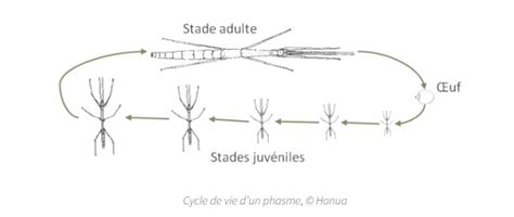 Le Cycle De Developpement Des Insectes