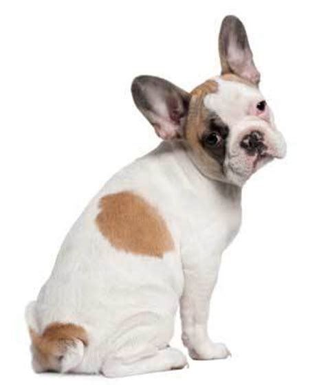 The frenchie dog food per day calculator can help you determine the ideal amount of food to give your pet. French Bulldog - The Dogington Post