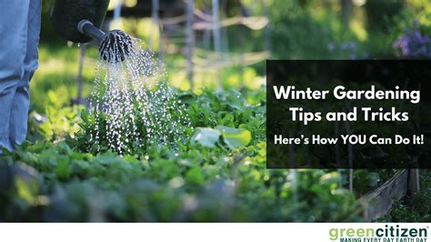 Winter Gardening Tips And Tricks Heres How You Can Do It