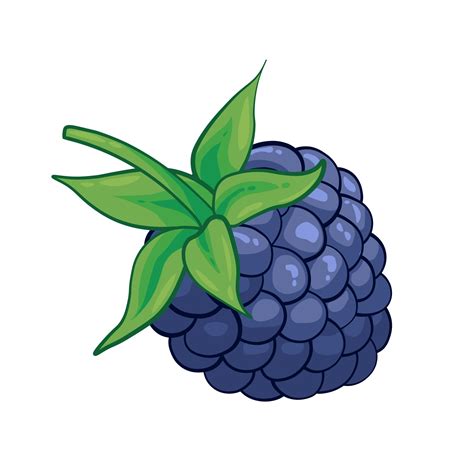 Blackberry Sweet Fruit Illustration For Web Isolated On White