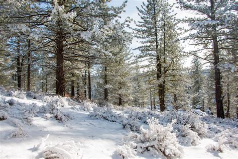 White Christmas At Plumas National Forest Miladidit