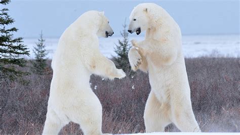 Polar Bear Watching Holiday Dymond Lake Lodge Canada