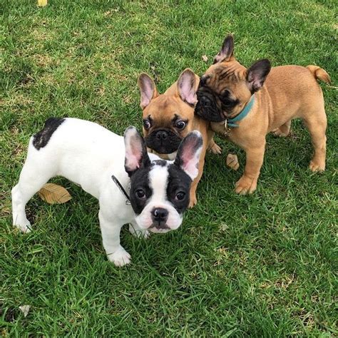 Find french bulldog in dogs & puppies for rehoming | 🐶 find dogs and puppies locally for sale or adoption in canada : French Bulldog Puppies For Sale In Sc - Pets Ideas
