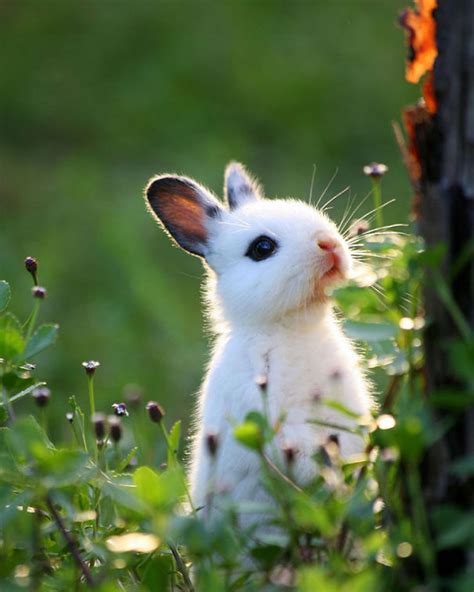 Of The Cutest Bunny Rabbits Are Cuteness Overload