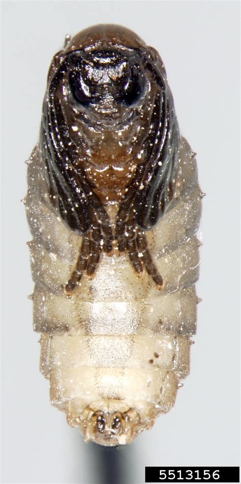 Chinese Chive Maggot Bradysia Odoriphaga