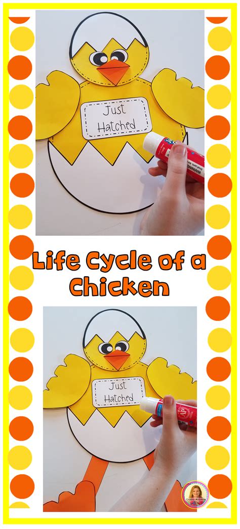 Life Cycle Of A Chicken Craft Template Kindergarten Activities Frog