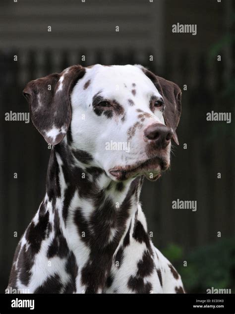 Liver Spotted Dalmatian Hi Res Stock Photography And Images Alamy