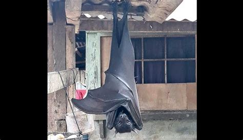 A Human Sized Bat Its Big And Photo Is Real But