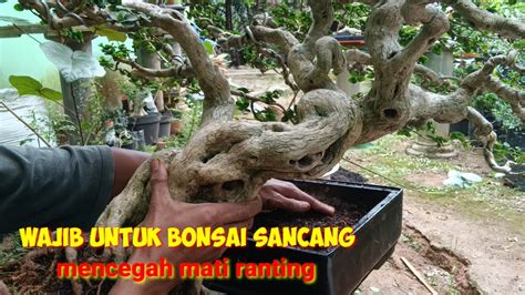 Cara Merawat Bonsai Sancang Supaya Tidak Mati Ranting Youtube