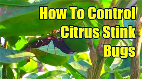 How To Control Citrus Tree Pests How To Get Rid Of Stink Bugs Youtube