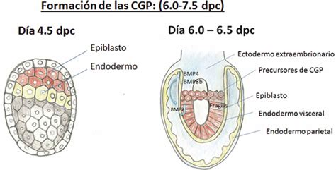 Formación De Las Células Germinales Primordiales Cgp Se Ilustra La