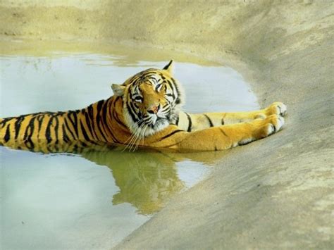 тигры львы леопарды Записи в рубрике тигры львы леопарды
