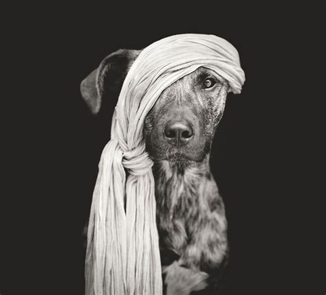 Intimate And Playful Dog Portraits By Elke Vogelsang