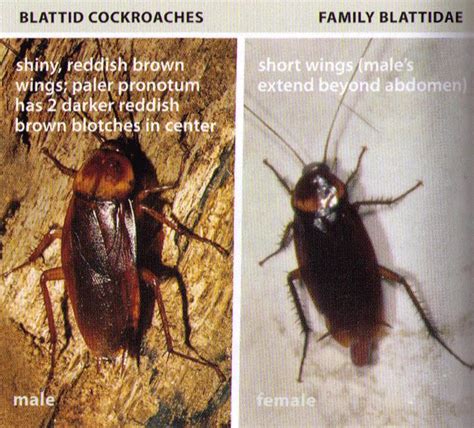 All About Roaches Cockroach Facts Types Of Roaches Top Roach Questions Do My Own