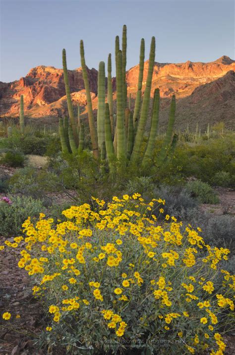 Organ Pipe Cactus National Monument Arizona Alan Majchrowicz