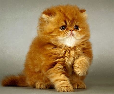 Fluffy Ginger Animaux Mignons Chats Et Chatons Chat Trop Mignon