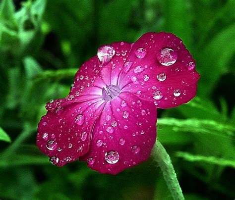 Flower In Rain Drops A Photo On Flickriver