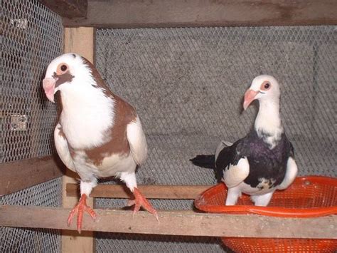 Fancy Pigeon For Sale Adoption From Pampanga Classifieds
