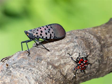 Spotted lanternfly: Research accelerates in effort to contain invasive ...