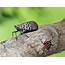 Spotted Lanternfly Research Accelerates In Effort To Contain Invasive 